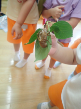 セミの抜け殻